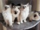 Chatons Ragdoll disponible de suite