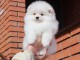 Nos chiots spitz nain