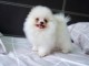 Adorable chiots spitz nain lof