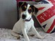 Chiots jack russell non lof