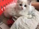 Disponible maintenant  Chatons Ragdoll