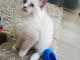 Disponible de suite Chatons type Ragdolls