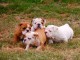 Disponible de suite Chiots Bouledogues Anglais