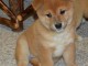 Chiots shiba inu pour bonne famille