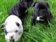 Disponible de suite Chiots Bouledogues français