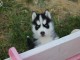 chiots husky de Sibérie disponible