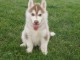 Chiots husky siberien pour bonne maman