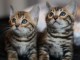 Magnifiques Chatons Bengal disponibles a Donner