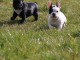 Chiots Bouledogues Français