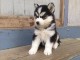 Husky Siberien dispo de suite