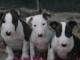 Choit bull terrier disponible 