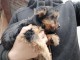 Chiots Australian Silky Terrier 