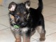 Chiots berger allemand LOF DISPONIBLE DE SUITE