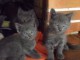 Adorable chatons Chartreux