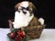 Chiots shih tzu pour bonne maison