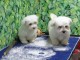 Disponible de suite Chiots bichons