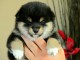 Disponible de suite Chiots Akita