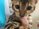 Magnifiques Chatons Bengal disponibles a Donner