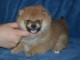 CHIOTS SHIBA pour l