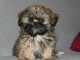 CHIOTS SHIH TZU l