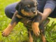  CHIOTS ROTTWEILER pour l