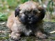 CHIOTS LHASSA APSO l