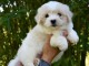 CHIOTS COTON DE TULEAR l