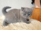 Chatons Chartreux age de 3 mois