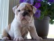 Chiots bouledogue anglais pour bonne famille