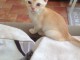  CHATONS BURMESE POUR L