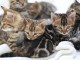 Chatons bengal pour adoption