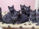 Chatons chartreux recherchent famille adoptive