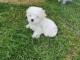 CHIOTS BICHONS MALTAIS