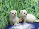 Disponible de suite Chiots Bichons Maltais