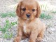 A donner magnifiques chiots Cavalier King Charles