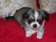 chiot chihuahua disponible