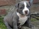 Chiot american bully disponible