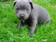 Chiot american staffordshire terrier