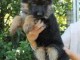 Chiot berger allemand disponible