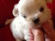 CHIOTS BICHONS MALTAIS