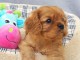 Chiots Cavalier King Charles Spaniel 