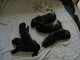 chiots berger allemand disponibles