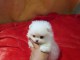 A DONNER Adorable chiot Spitz Nain Blanc Femelle