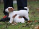 A donner Chiots jack russell pure race