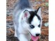 A donner chiots husky