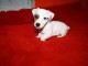 chiots jack russell disponible en parfaite santer