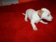 adorable chiot jack russell disponible