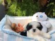 Deux chiots shih tzu mâle et femelle a donner