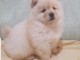 Chiot Chow Chow adorable