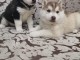 chiots husky siberien